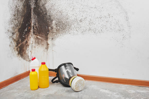 Best Mold Removal Company Near Me  in Livingston, AL