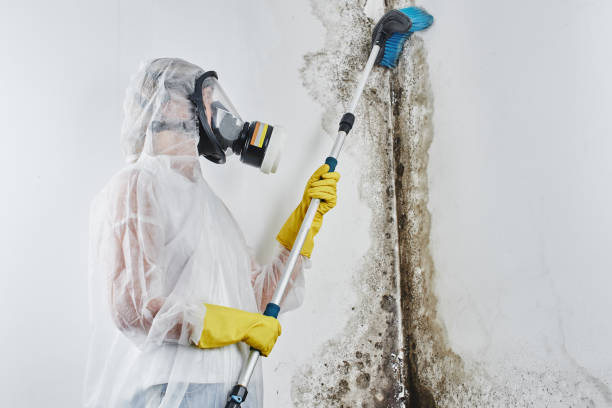 Best Mold Cleaning Services  in Livingston, AL