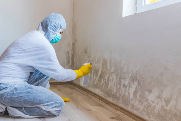 Best Attic Mold Removal  in Livingston, AL