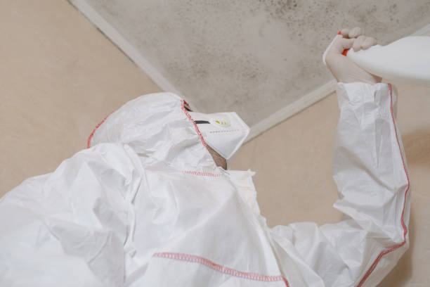 Home Mold Removal in Livingston, AL