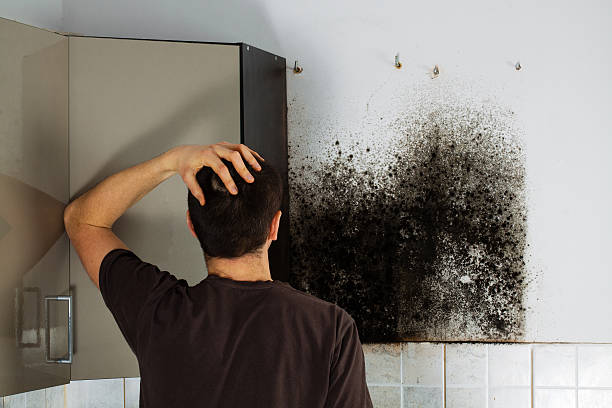 Best Mold Testing  in Livingston, AL